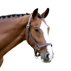 Black Oak By KL Select Pine Halter