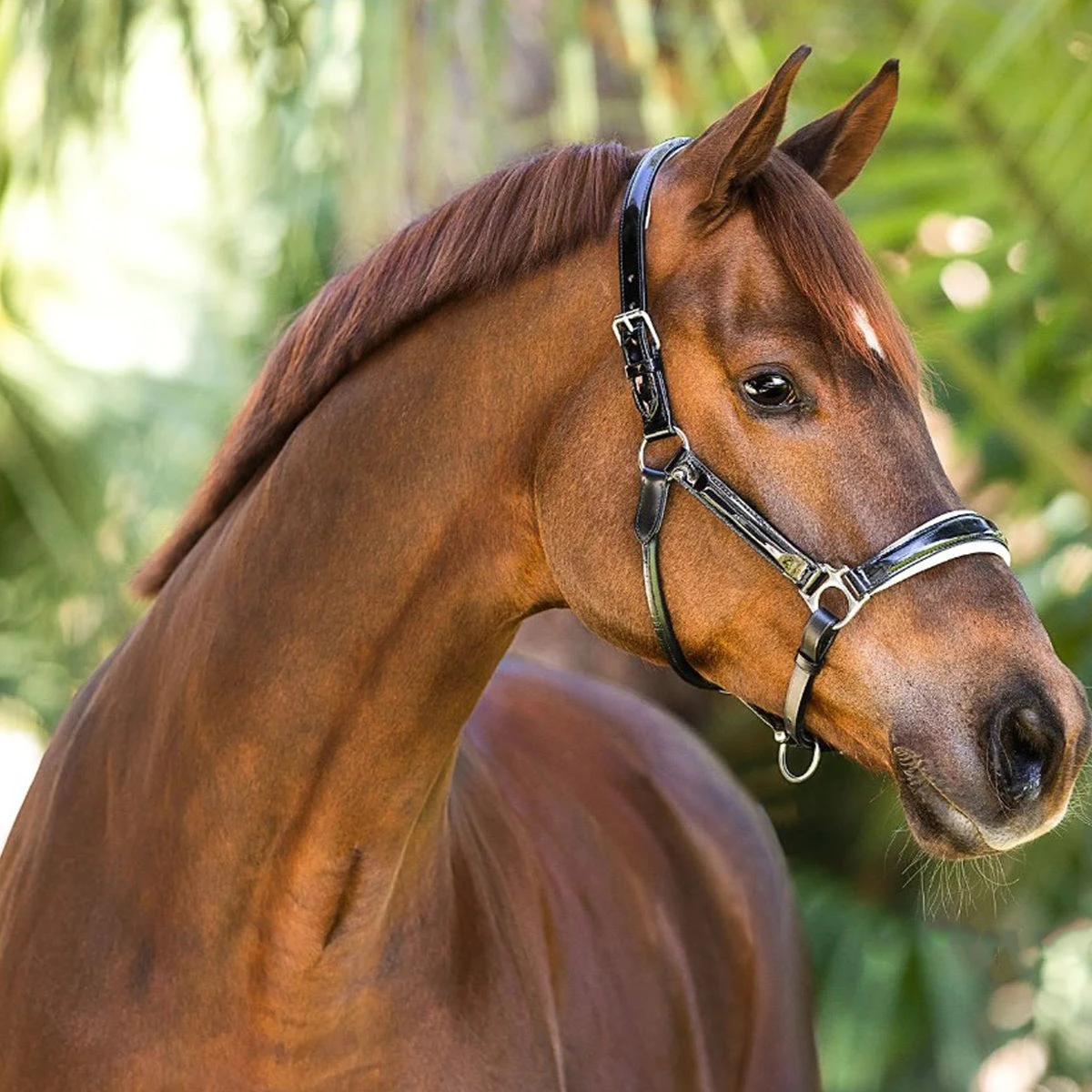 Halter Ego Calisa Black Patent Leather Halter With White Padding 1 Halter Ego Calisa Black Patent Leather Halter With White Padding
