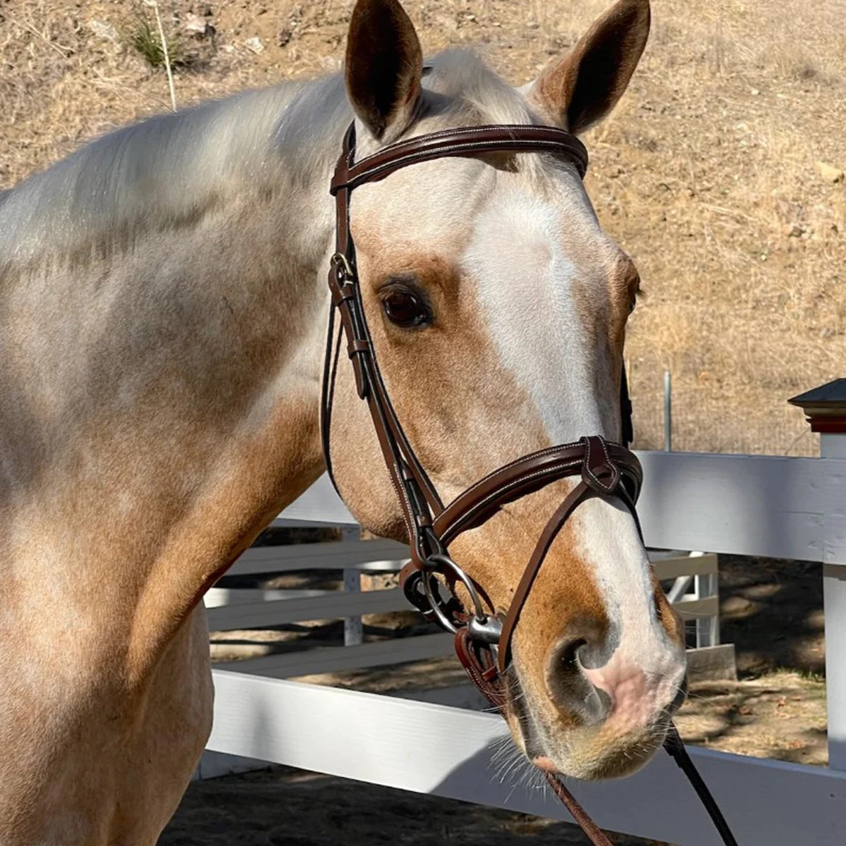 Halter Ego Halifax Hunter Bridle 2 Halter Ego Halifax Hunter Bridle - Image 2