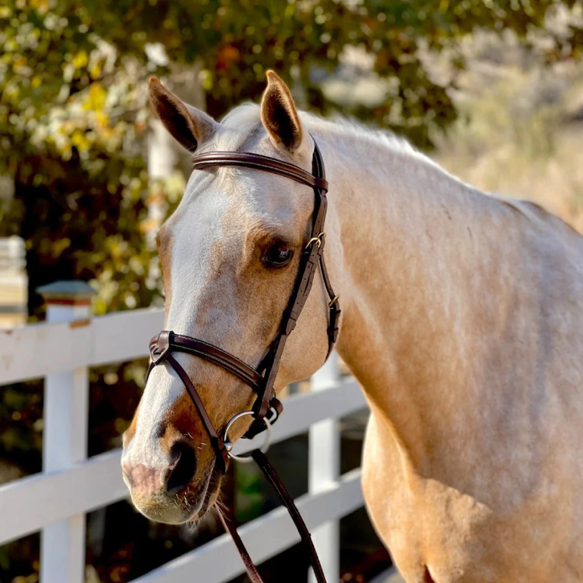 Halter Ego Halifax Hunter Bridle 1 Halter Ego Halifax Hunter Bridle