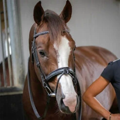 Penelope Daily Bridle 6 Penelope Daily Bridle -Weatherbeeta Store Pen Daily 3