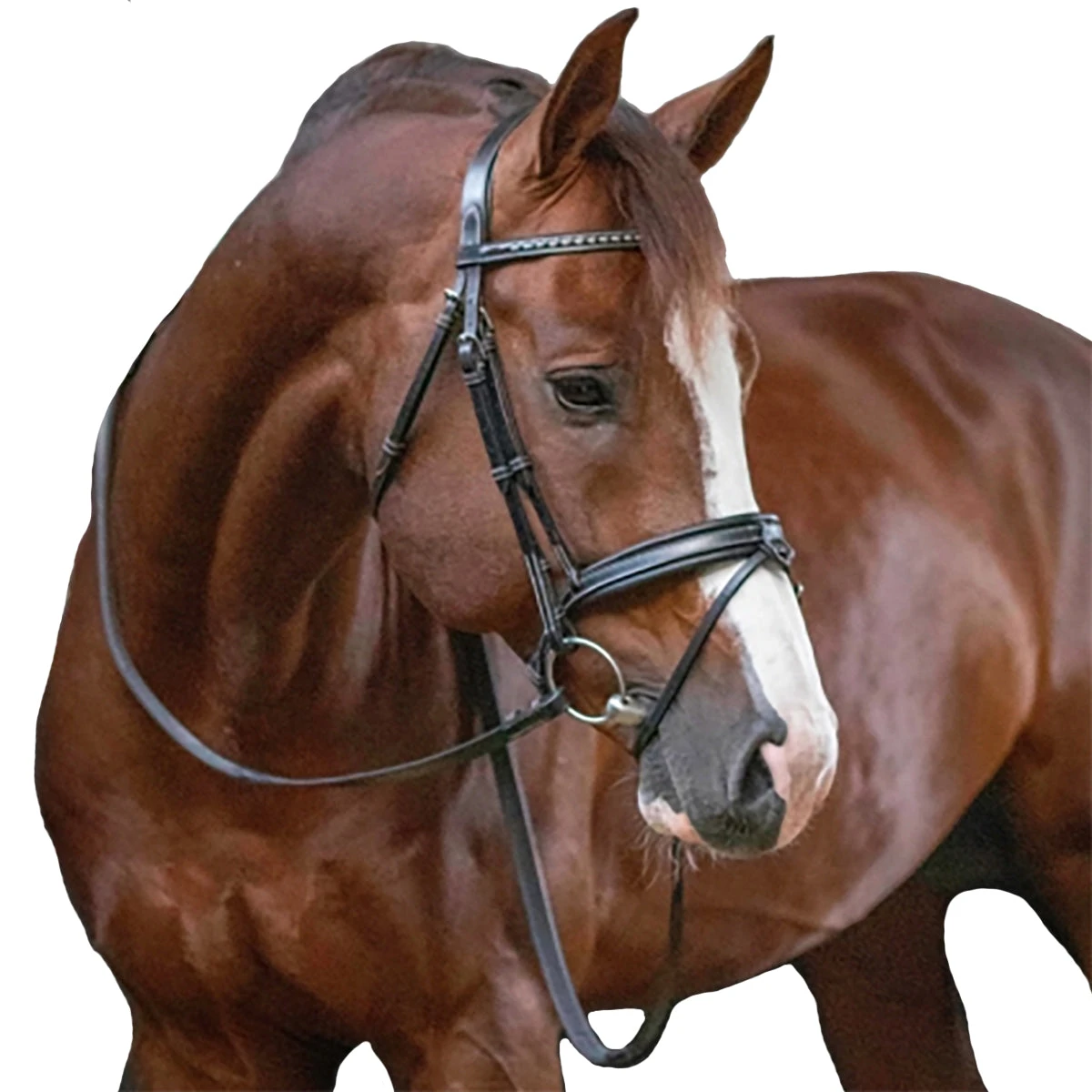 Penelope Daily Bridle 1 Penelope Daily Bridle