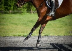 ThinLine Open Front Tendon Schooling Horse Boot -Weatherbeeta Store TL 4015 W SchoolingBoot Front blk 4