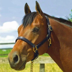 Perri's 1" Leather Show Halter 13 Perri's 1" Leather Show Halter -Weatherbeeta Store black2 22158.1588006314.1280.1280