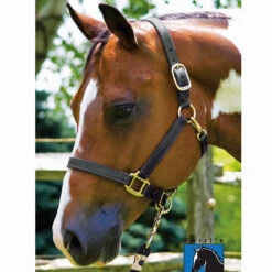 Perri's 1" Leather Show Halter 12 Perri's 1" Leather Show Halter -Weatherbeeta Store black3 41287.1588006314.1280.1280