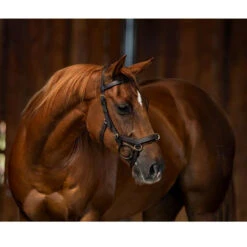 Horseware Rambo Micklem Multibridle -Weatherbeeta Store bridle3 a10bdfc3 d052 4e34 8683 c10830a38526