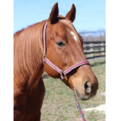 Tuffrider Nylon Breakaway Halter And Lead -Weatherbeeta Store grey red2 05503.1587406680.1280.1280