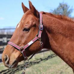 Tuffrider Nylon Breakaway Halter And Lead -Weatherbeeta Store grey red 07751.1587406680.1280.1280