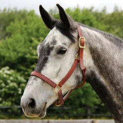 Walsh British Halter -Weatherbeeta Store halter3