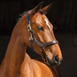 Horseware Rambo Micklem Halter -Weatherbeeta Store halter3 32113.1586963001.1280.1280