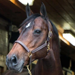 Walsh British Halter -Weatherbeeta Store halter4