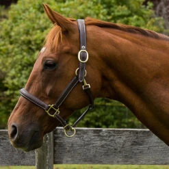 HDR Kushy Plain Raised Halter With Flat Cheek Pieces