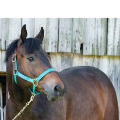Perri's Premium Nylon Safety Halter -Weatherbeeta Store halter 23299.1588257175.1280.1280